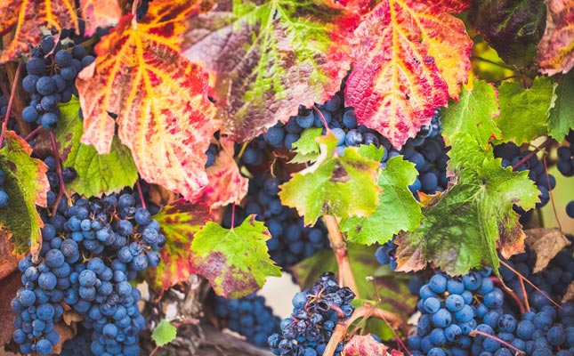 進(jìn)口紅酒一手貨源 進(jìn)口紅酒一手貨源