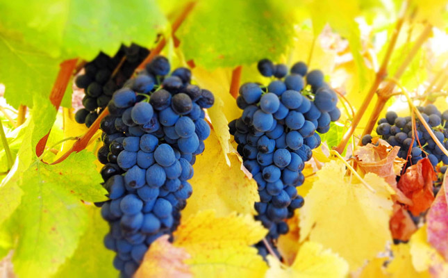 進(jìn)口紅酒一手貨源 進(jìn)口紅酒一手貨源