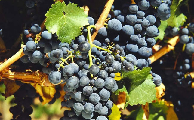 進口紅酒一手貨源 進口紅酒一手貨源