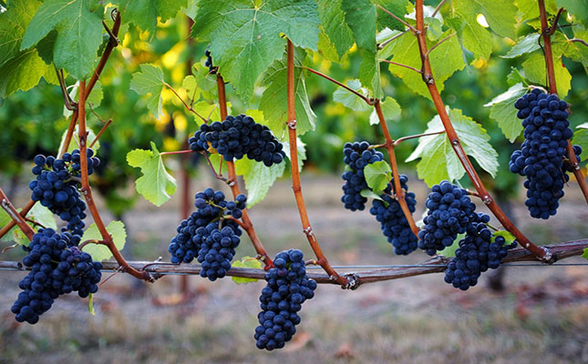 Sangiovese Sangiovese